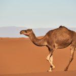 In 2021, Business Success Belongs To Camels Not Unicorns