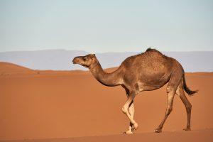 In 2021, business success belongs to camels not unicorns